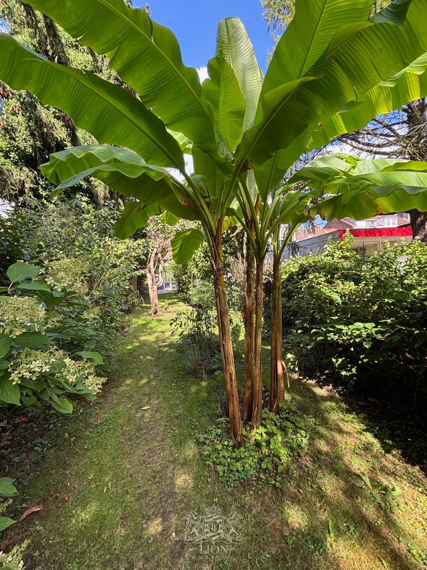 Lille pellevoisin maison de charme avec jardin Photo 13 - Le Lion Immobilier Lille pellevoisin maison de charme avec jardin Photo 13 - Le Lion Immobilier